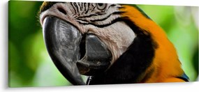 Papagáj képe (120x50 cm)