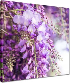 Vászonkép 40x40 Lila virágok Virágok