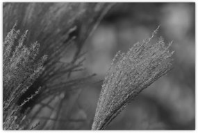 Kép - Szárított pampafű (90x60 cm)