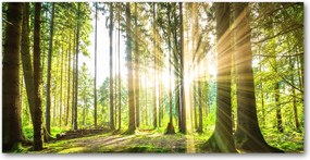 Védőpanel Erdő a napsütésben 140x70 cm Ragasztó