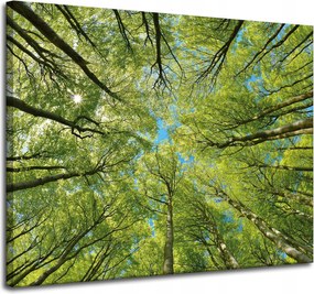Vászonkép Levelek Fák Zöld Nap Ég 100x80 cm