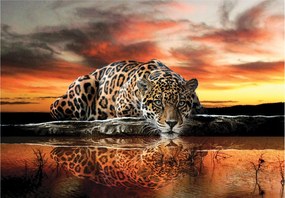 Fotótapéta Jaguar és Leopárd a naplemente hátterében 300x210 Öko stílus +ragasztó
