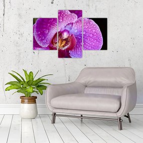 Részletes kép az orchidea virágról (90x60 cm)