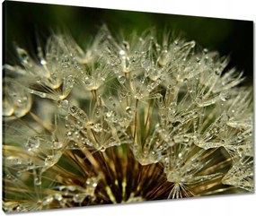 Vászonkép 80x60 Pitypang Virág Virágok