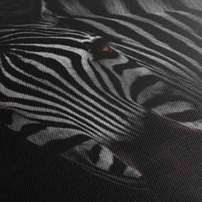 Zebra képe (70x50 cm)