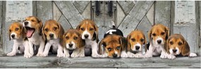 Kutyás Beagles 1000 db-os panoráma puzzle Clementoni