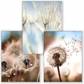 Pitypang Barna Kék 3 poszter 70x100cm Boho kép #342