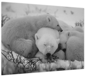 Kép - Jegesmedvék, fekete-fehér (70x50 cm)