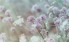 Fotótapéta Dekoratív Fali Tapéta Mezei virágok Képek 416x254