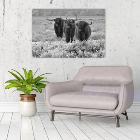 Kép - Skót tehenek (90x60 cm)