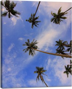 Vászonkép Természet Kókuszpálmák 40x50 cm