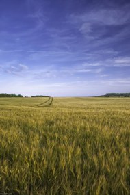 Poszter 20x30cm Búzamező a kék égbolt hátterében, Assaf Frank