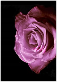 Poszterek 70x100 Lila rózsa