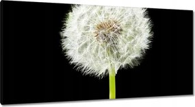 Vászonkép 115x55 Pitypang virág rét