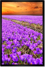 Poszterek keretben 40x60 A krókuszok tengere