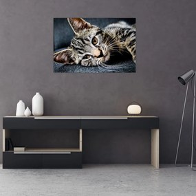 Kép - Cica (90x60 cm)