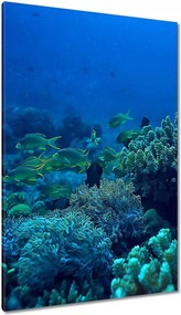 Vászonkép 80x120 Laguna Korallok Ocean