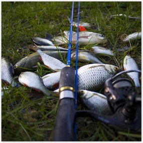 Poszterek 30x30 Kis halak a fƱben