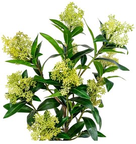 Műnövény Skimmia – House Nordic