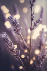 Fotográfia Lavender Detail, Treechild