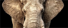 Kép - Afrikai elefánt (120x50 cm)
