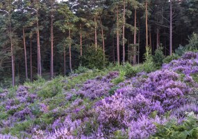 Poszter 84,1x59,4cm Hanga Ă©s fenyĆ, Assaf Frank