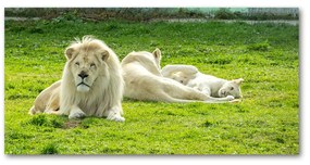 Akrilkép Bézs oroszlánok oah-93716692