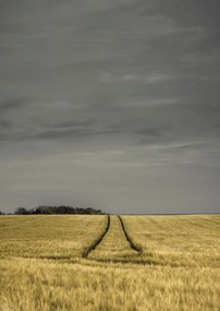 Poszter 29,7x42cm Búzamező, Assaf Frank