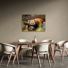 Vörös panda képe (üvegen) (70x50 cm)