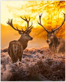 Plakátok 40x50 Szarvas a nyomban