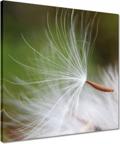 Vászonkép 40x40 Pitypang Virág Virágok