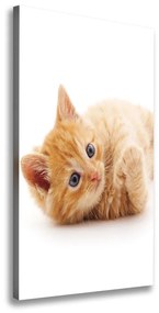 Vászonkép Kis gyömbér macska ocv-126034635