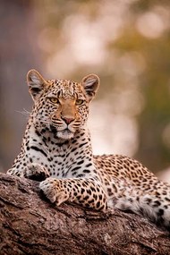 Fotográfia Leopard, Chobe National Park, Botswana, Mint Images/ Art Wolfe