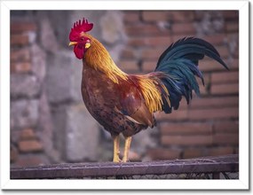 Poszterek keretben 40x30 Kakas Egy igazi harcos