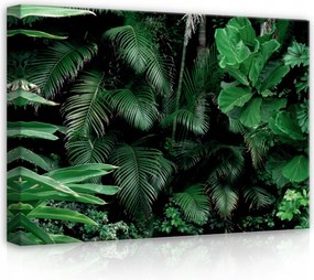 Vászonkép 70x50 Trópusok zöld levelek dzsungel természet frissesség nyugalom