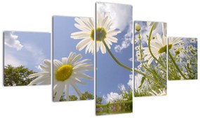 Kép - százszorszép, tavasszal (125x70cm)