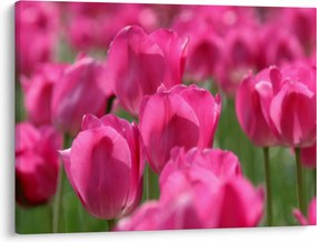 Kép - Rózsaszín tulipánok (70x50 cm)