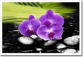 Poszterek keretben 60x40 Orchideák a köveken