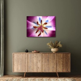 Kép - Tulipán virág részletesen (70x50 cm)