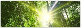 Poszterek 200x66 Varázslatos erdő Tájkép