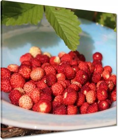 Vászonkép 60x60 Erdei szintek