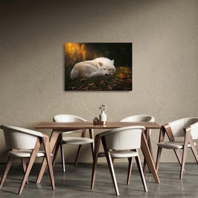 Üveg kép - Pihenő farkas (70x50 cm)