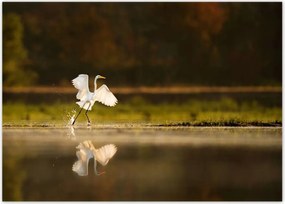 Poszterek 70x50 Madarak