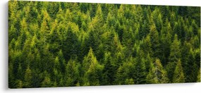 Kép - sűrű erdő (120x50 cm)