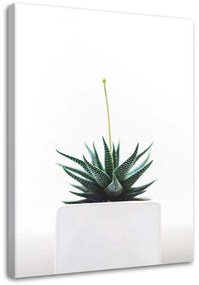 Gario Vászonkép Fiatal növény cserépben Méret: 40 x 60 cm