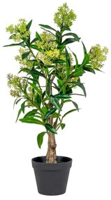 Skimmia Tree műnövény