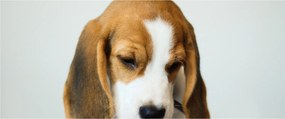 Beagle képe (120x50 cm)