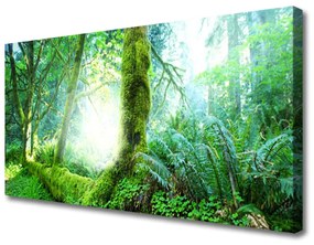 Vászonfotó Forest Moss Természet 100x50 cm