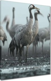 Vászonkép 60x80 Darvak a ködben