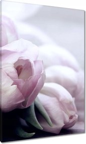 Vászonkép 70x100 Tulipánok Virágok